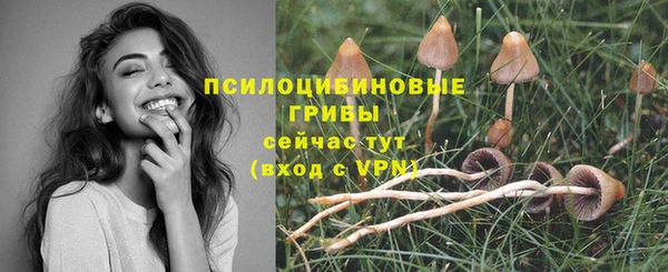 индика Абаза